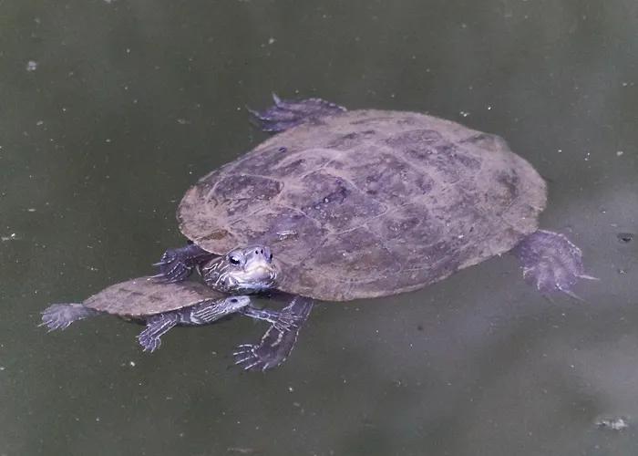 In Mit Garten Und Terrasse By Interhome Mourátagas