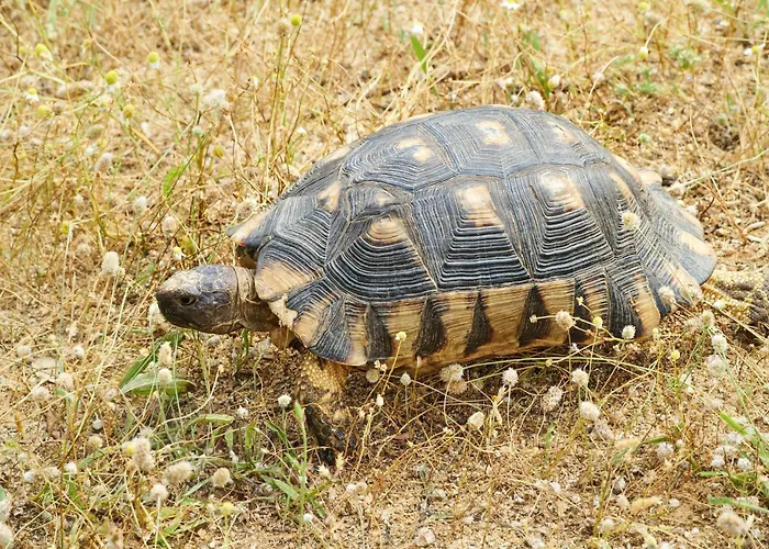 In Mit Garten Und Terrasse By Interhome