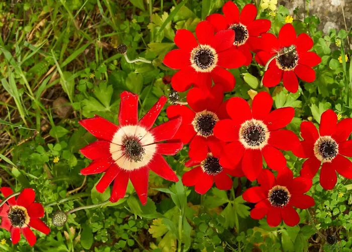 In Mit Garten Und Terrasse By Interhome * Mourátagas