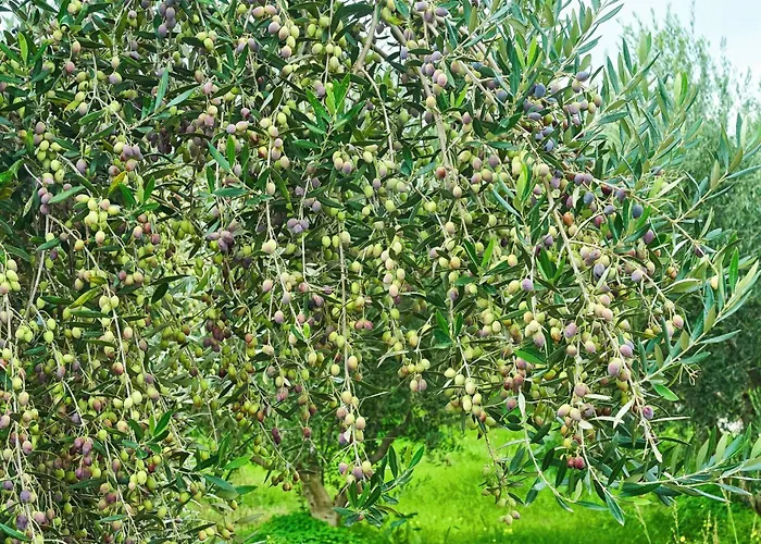 Appartement In Mit Garten Und Terrasse By Interhome Mourátagas